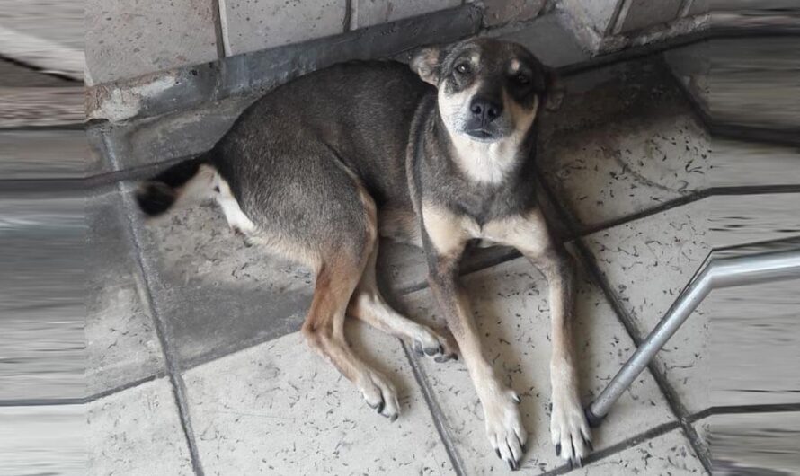 Unamos nuestras fuerzas para terminar con el maltrato animal: ¡Ayuda al Albergue Patitas Laguneras!