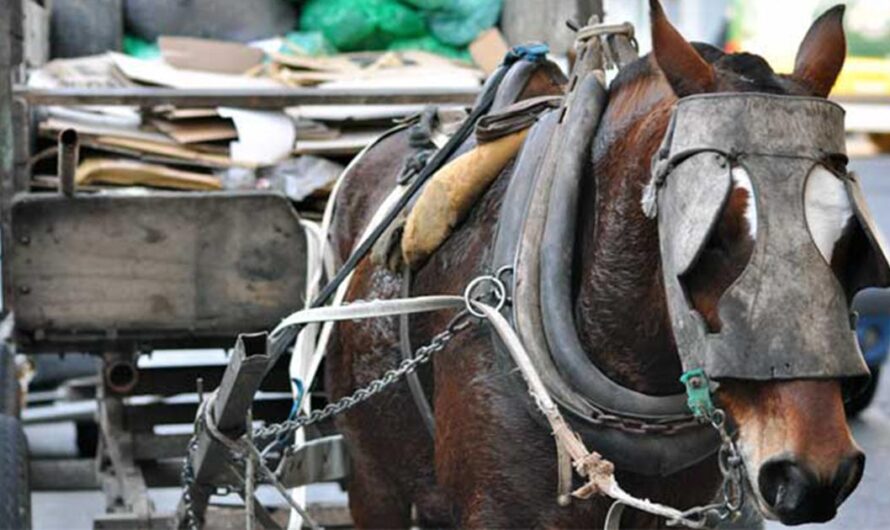 ¡Unamos nuestras voces para acabar con el Maltrato Animal en Argentina!