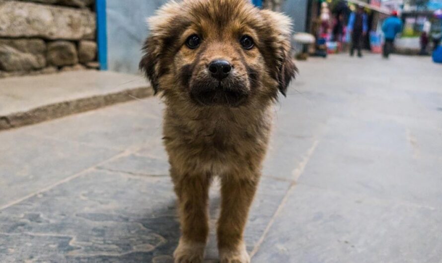 Unamos nuestras voces para detener los abandonos de animales y evitar su sufrimiento en Argentina