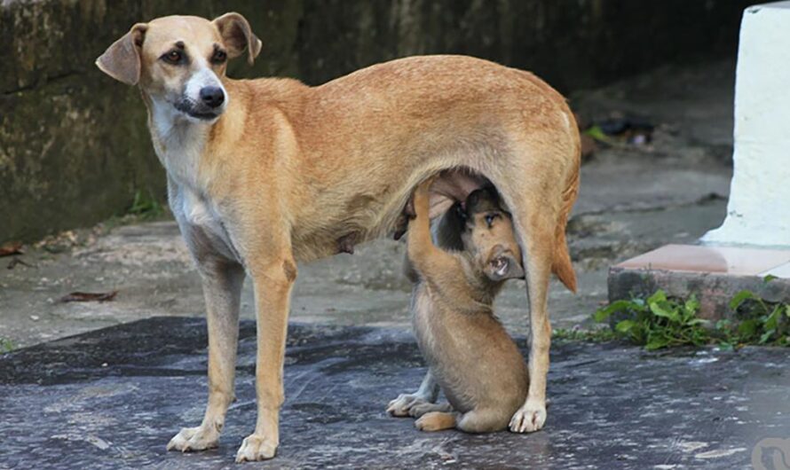 Unamos Nuestras Voces para Exigir al Gobierno Cubano la Promulgación de una Ley de Protección Animal