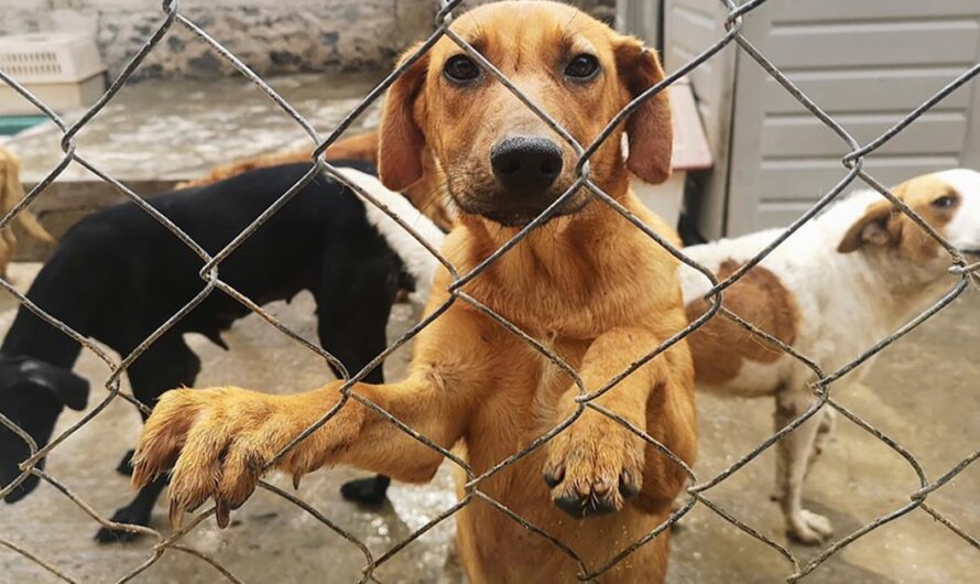 Unamos Nuestras Voces para Exigir la Creación de una Delegación Especializada en Casos de Maltrato Animal en Tijuana, Baja California