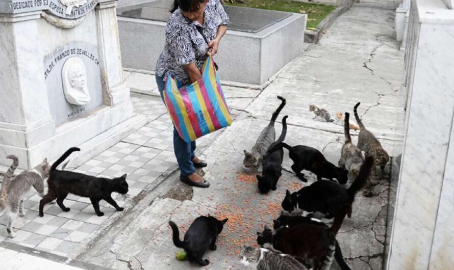 Unamos nuestras voces para mejorar la situación de los animales domésticos en el Cementerio General de Guayaquil