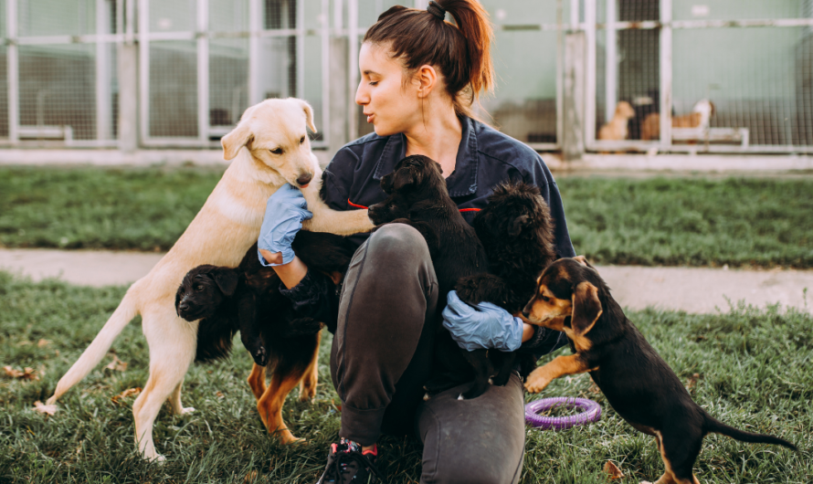 Unamos nuestras voces para salvar a los animales abandonados: la petición para que la Municipalidad de Guayaquil destine fondos y personal especializado para la creación de hogares.