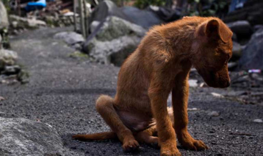 Unamos nuestras voces para salvar a los animales maltratados en Colombia