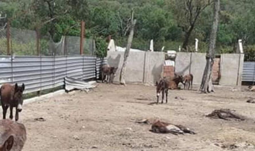 Unamos nuestras voces para salvar a los burros de la reserva municipal de Marruecos: ¡Ayudemos juntos a Elalami Afilal!