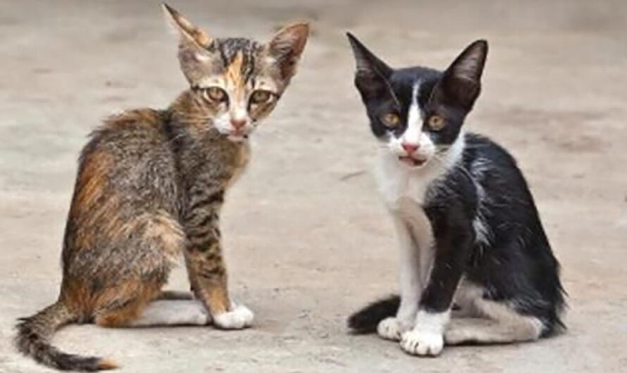 ¡La Acería de San Didero di Susa es una trampa mortal para los gatos! Únete a nuestra causa y ayuda a salvar a estas inocentes criaturas. Descubre cómo puedes ser parte de la lucha aquí