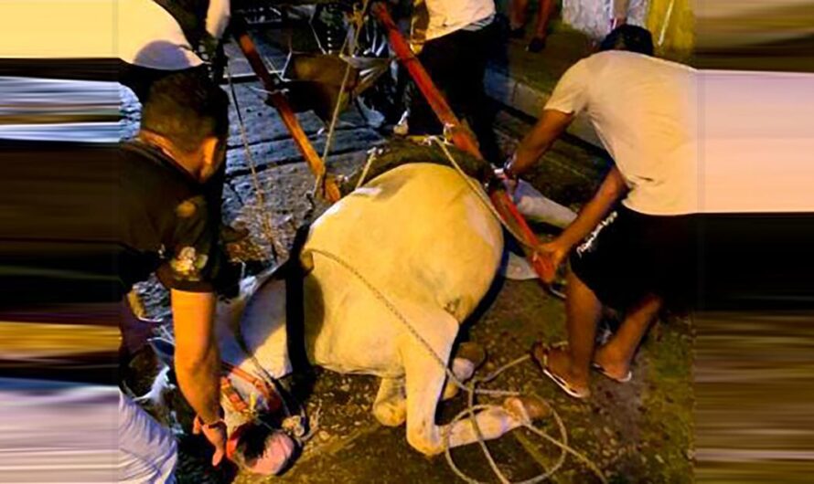 Unidos para erradicar el maltrato hacia los caballos cocheros de Cartagena