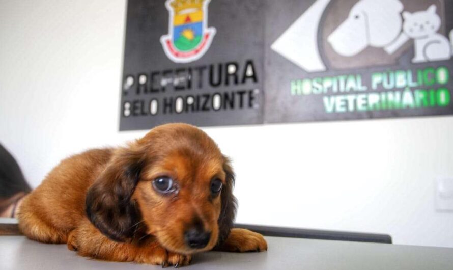 Unidos por el Amor a los Animales: Apoyemos al Hospital Veterinario Carlos Prates de Belo Horizonte