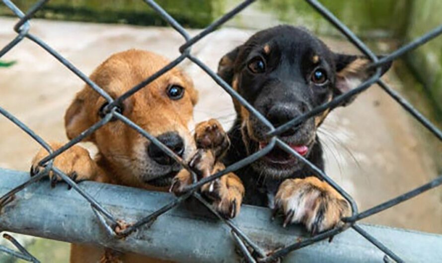 Uniendo Nuestras Voces para Proteger a los Animales Callejeros en México