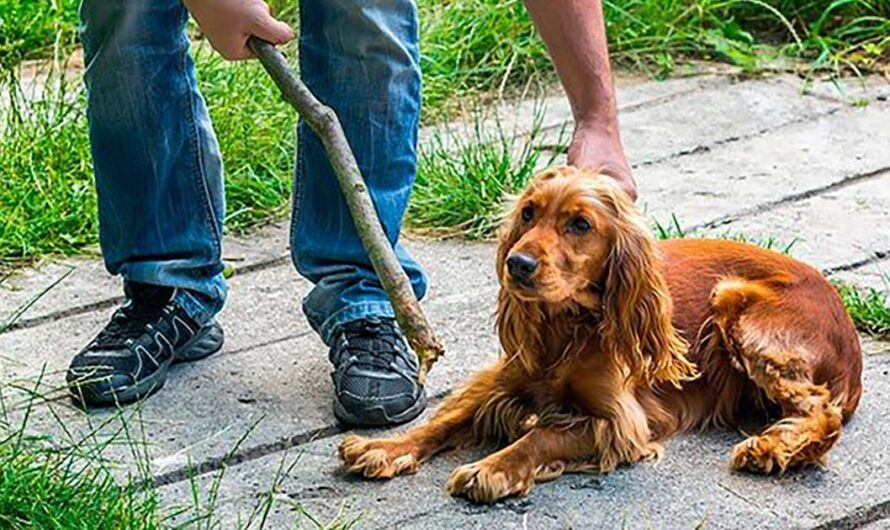 «Uniéndonos para acabar con el maltrato animal: Propuesta de una Ley para sancionar a los maltratadores de mascotas en Canadá».