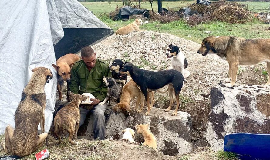 Uniéndonos para construir un albergue digno para los animales de Tequisquiapan: ¡Únete a la lucha!