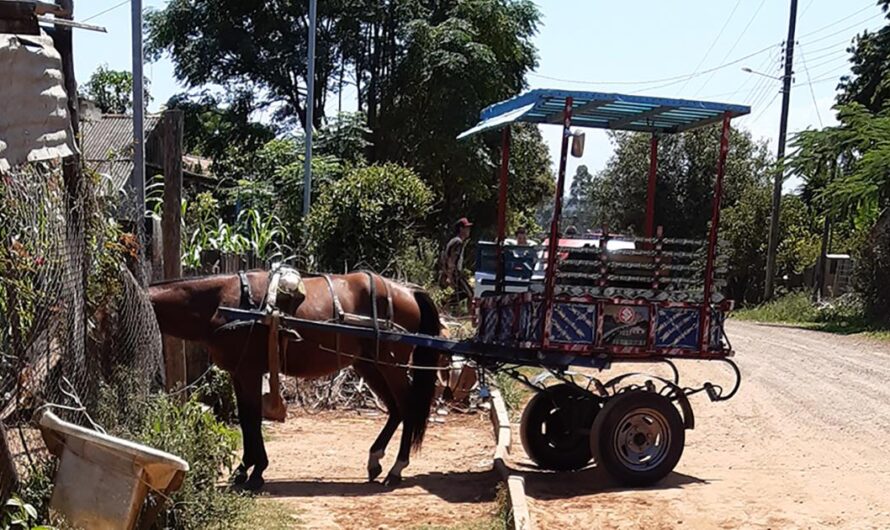 Uniéndonos para Exigir el Fin de la Explotación, el Maltrato y los Abusos contra los Caballos en Brasil