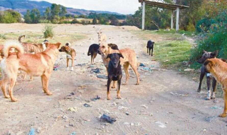 «Uniéndonos para la aprobación de la Ley Nacional de Obligatoria Esterilización para Perros y Gatos en Colombia».