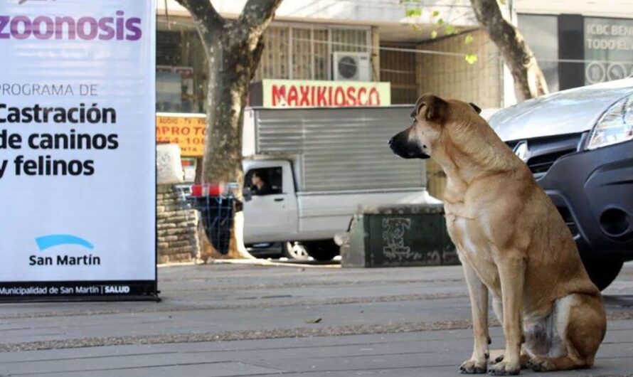 Uniéndonos para Lograr un Barrio Libre de Animales en Mal Estado: La Campaña por la Castración Gratuita en Moreno