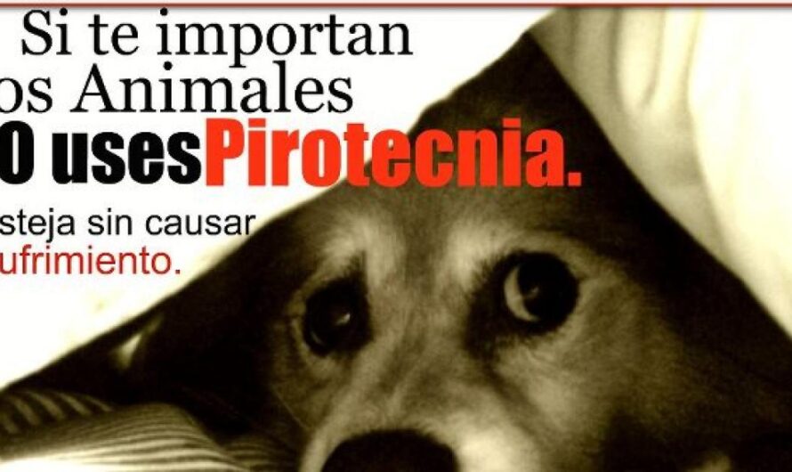 Uniéndonos para Proteger a los Animales: Uruguay se Suma a la Prohibición de la Pirotecnia Sonora