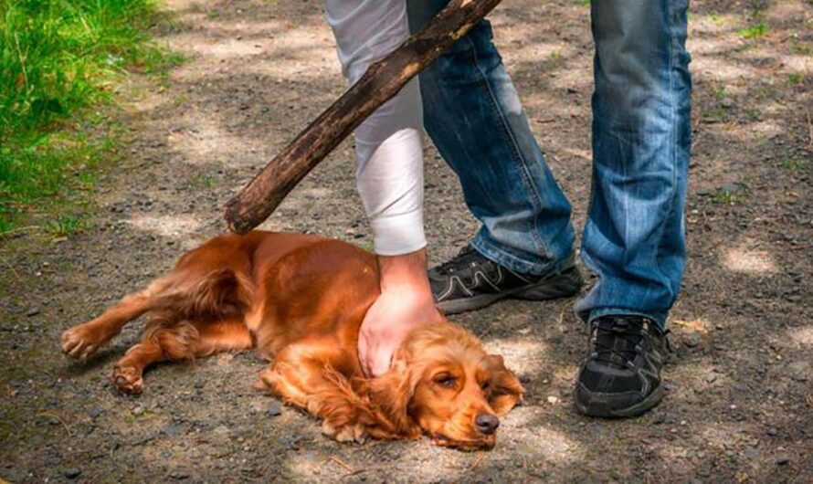 Venezuela se compromete a erradicar la violencia y el maltrato hacia los animales