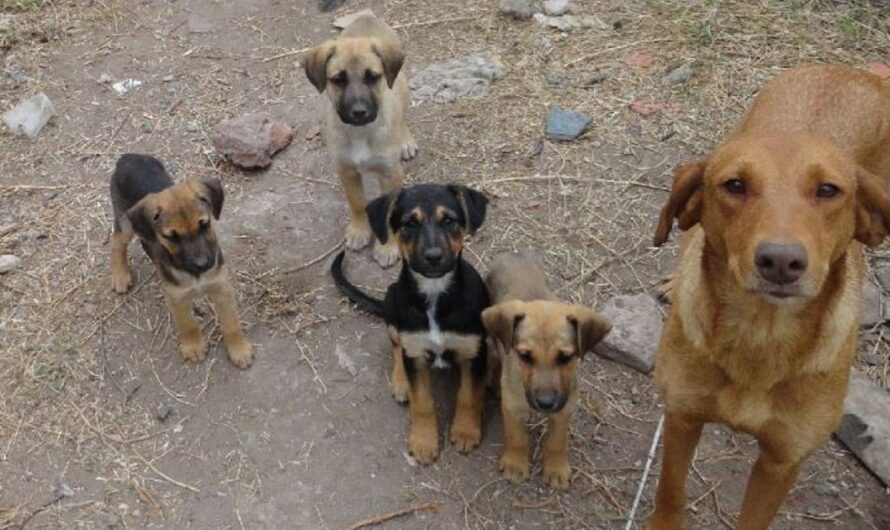 Alzando la voz para exigir el cumplimiento de la Ley: Deteniendo el maltrato animal en el Perú