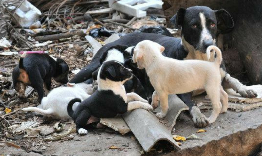 Apoyando una Mejor Calidad de Vida para los Animales Callejeros de Chipre: El Refugio de Bienestar Animal