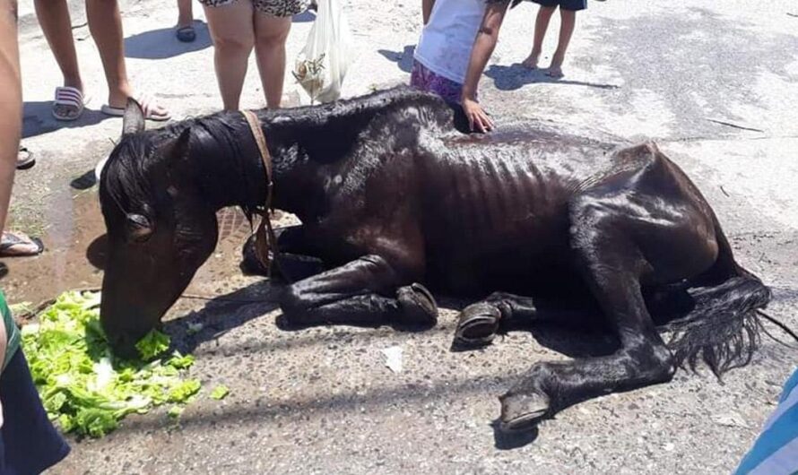 ¡Apoyemos a los Amantes de los Caballos y los Perros de la Calle, Firmemos la Petición para que el Documento Único Equino sea Aprobado!