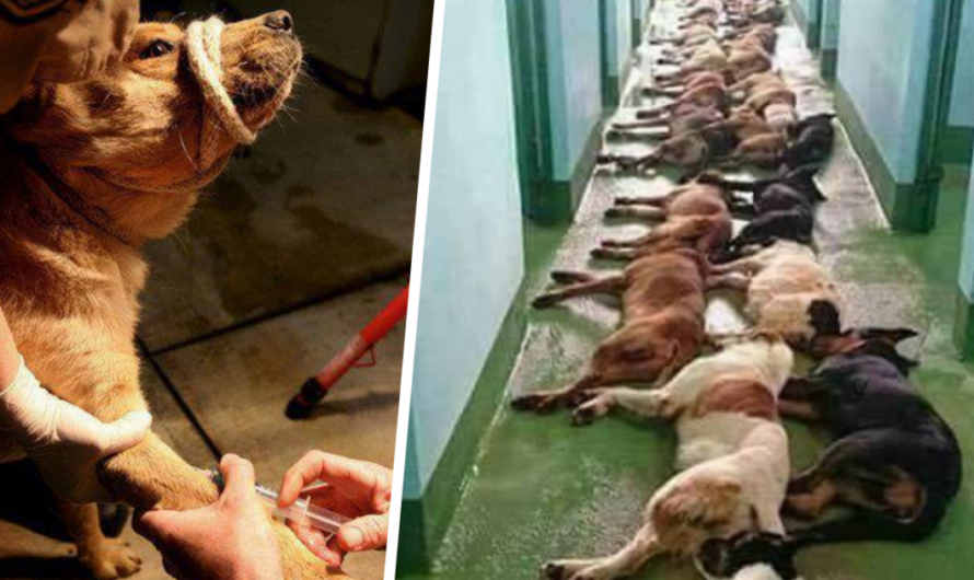 Brasil Prohíbe la Eutanasia a los Animales sin Razones Clínicas y Establece Sanciones para los Responsables de Estos Actos