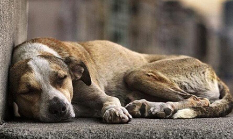 Cuidemos a los Perritos Callejeros y Maltratados de México