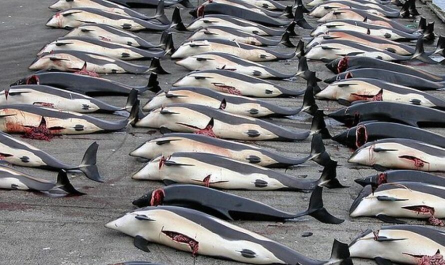 ¡Detengamos la Matanza de Delfines en Japón! Argentina se une a la petición para prohibirlo