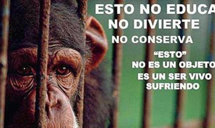 El gobierno local de Tacuarembo clausura el zoológico tras las denuncias de maltrato a los animales