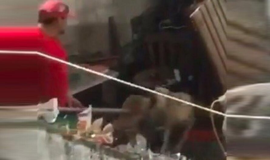 El maltrato animal no se quedará sin castigo: Vecinos de Cancún exigen que el hombre que golpeó a su perro sea condenado a prisión