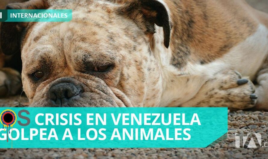 ¡Es hora de actuar! Protejamos a los animales domésticos y la flora y fauna de Venezuela