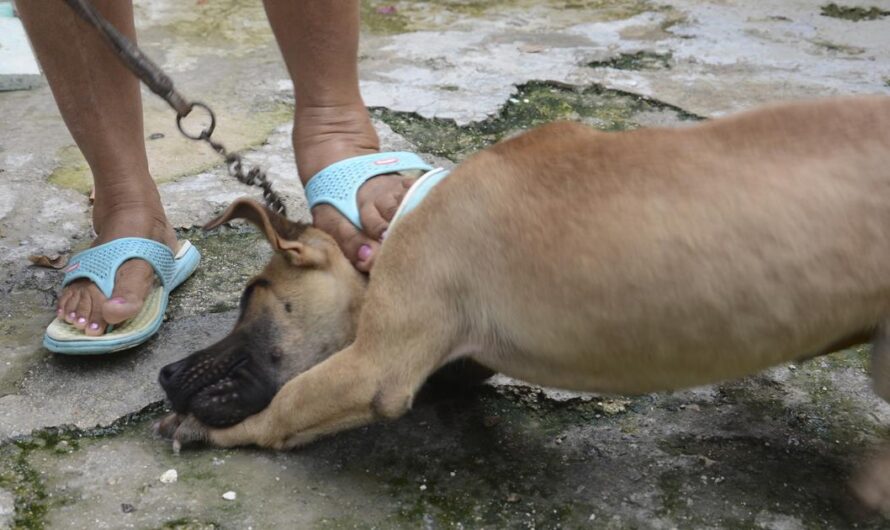 Es hora de que Estados Unidos tome una posición firme contra el maltrato animal: Criminalizar el maltrato animal para proteger a los animales y a los humanos.