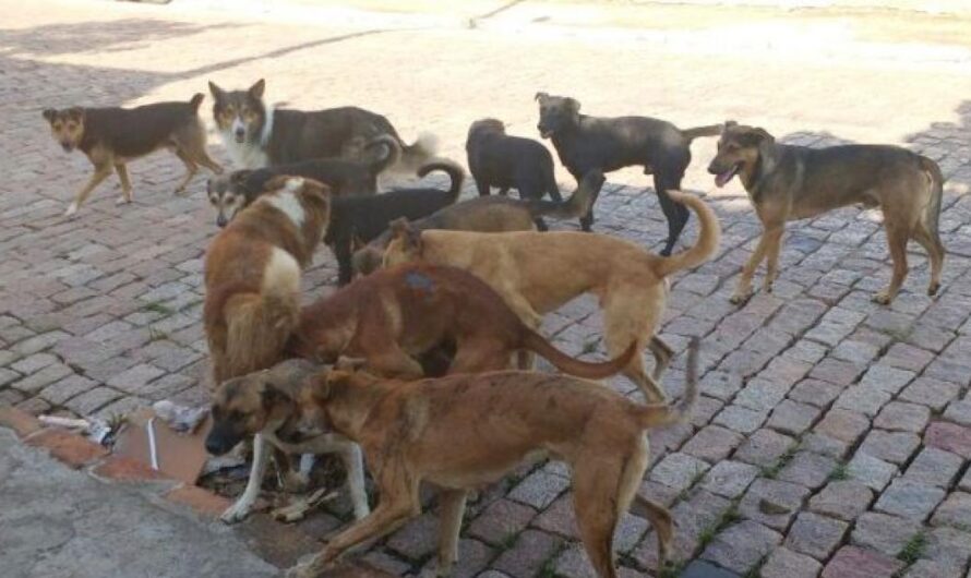 Es hora de unirse para acabar con el sufrimiento innecesario de nuestras mascotas: la ley de castración y castigo a aquellos que maltraten a los animales en Brasil