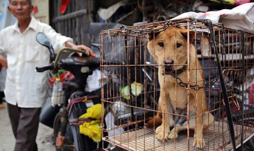 Estados Unidos se une a la lucha por prohibir la matanza de perros para la alimentación: La Ley de Protección Animal que pondrá fin a estas atrocidades