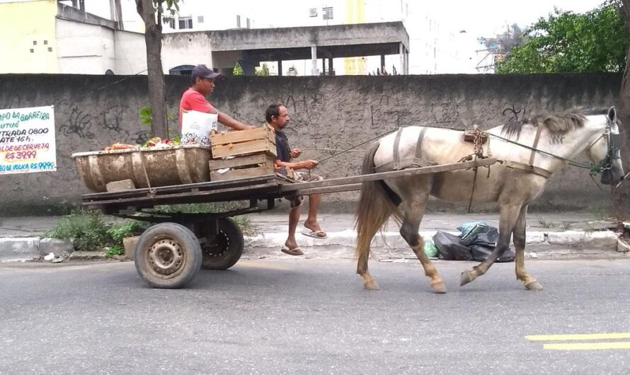 ¡Exigencias de los Ciudadanos de São Gonçalo para la Protección de los Animales!