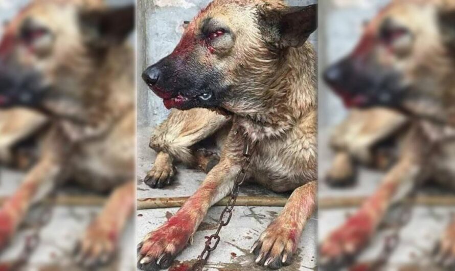 «Exigiendo Justicia para Luna: El Estatuto Nacional de Protección Animal exige un castigo ejemplar para el asesino de los cachorros de Luna».