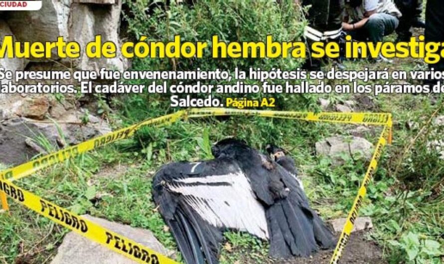 #ExigiendoJusticiaParaElCondor: Un Llamado de los Ecuatorianos para Proteger la Fauna de Nuestro País.