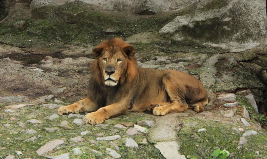 ¡Exigimos a las Autoridades que Cierren el Zoológico Nacional de El Salvador para Garantizar el Bienestar de los Animales!