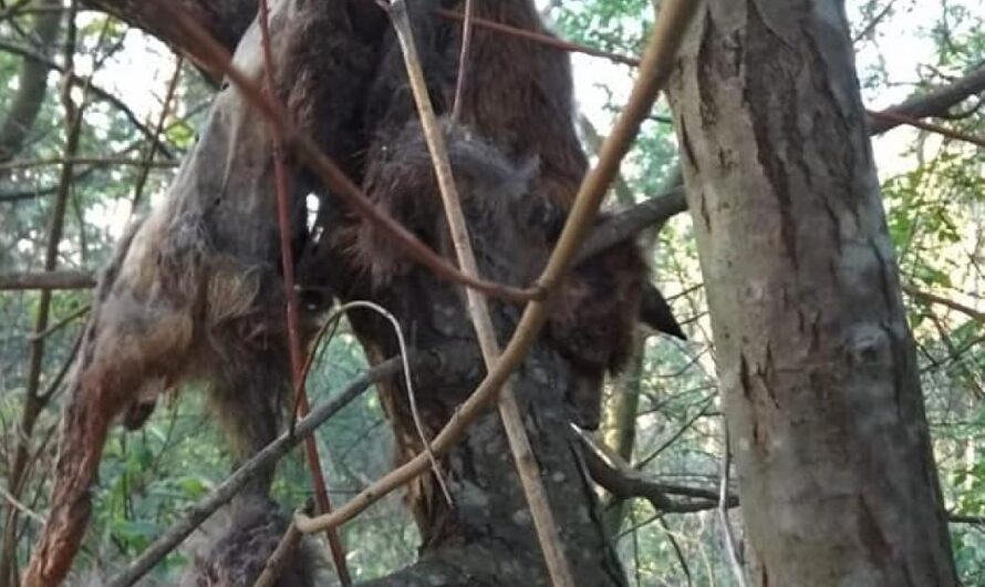 Exigimos Justicia para el Zorro Desollado de Sanxenxo: Un Llamamiento a la Xunta y el Gobierno de España