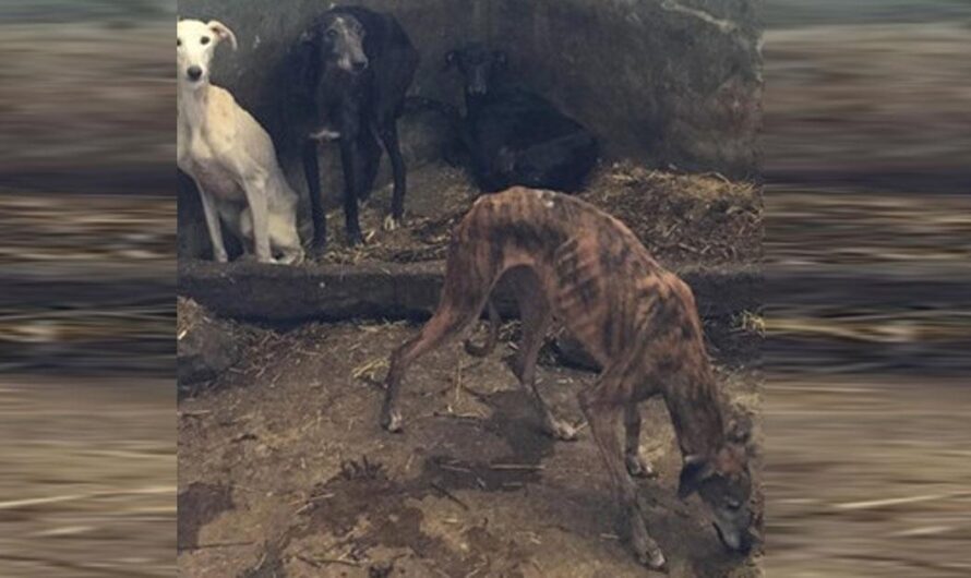 «Exigimos Justicia para los Galgos de João Moura»: La Campaña Portuguesa para Salvar a los Animales