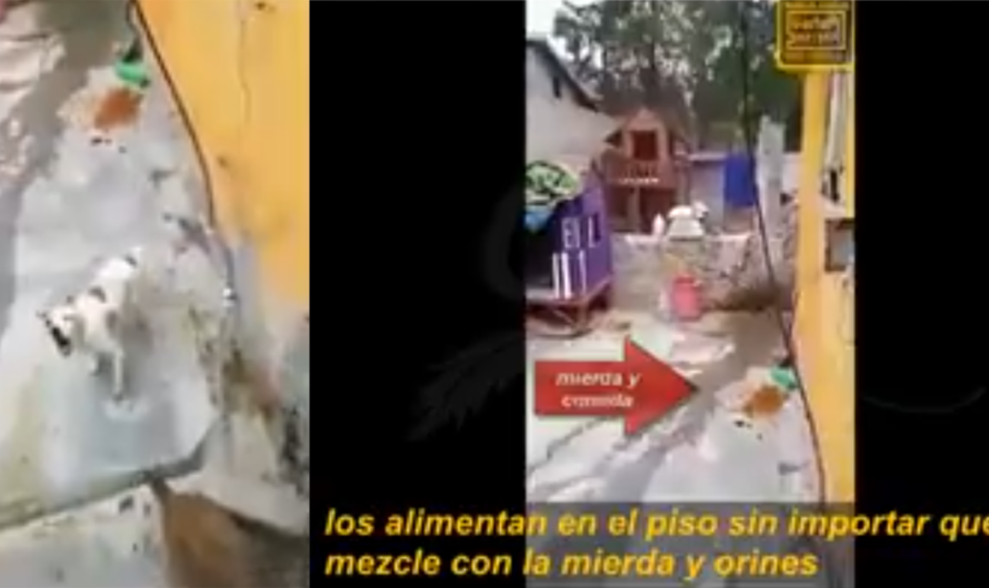 ¡Exigimos Justicia Por los Animales Maltratados por la Asociación Mundo Patitas!