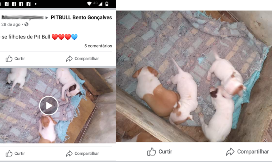 ¡Exigimos que Facebook tome medidas para acabar con el uso indebido de la plataforma para la venta de animales!