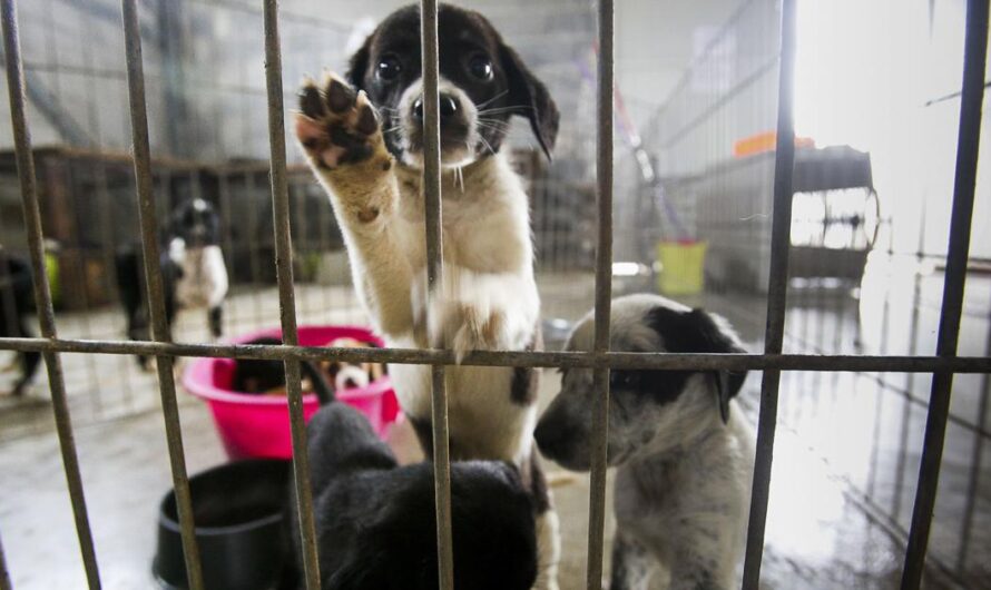 «Hagamos que nuestros amigos caninos sean tomados en cuenta: Firma la petición para que el gobierno destine presupuestos a los albergues de perros y otros animales en Argentina».