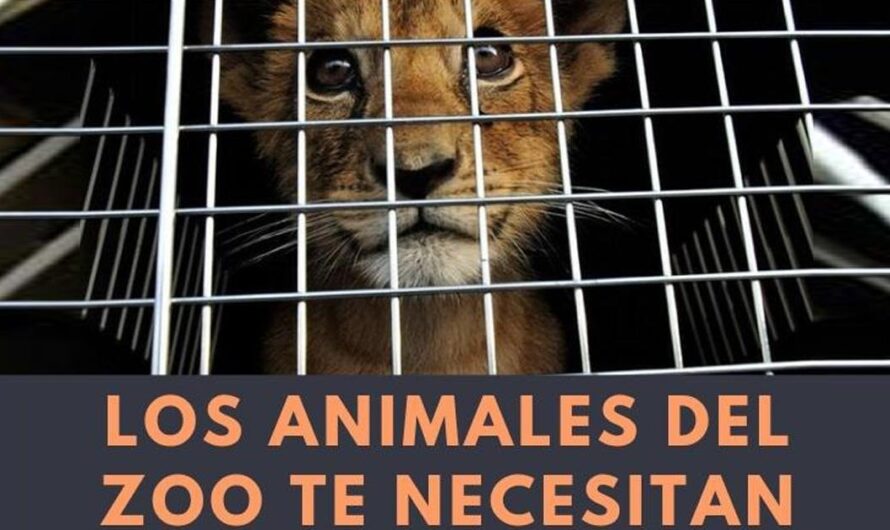 La comunidad de Córdoba exige el cierre del zoológico para salvar a los animales