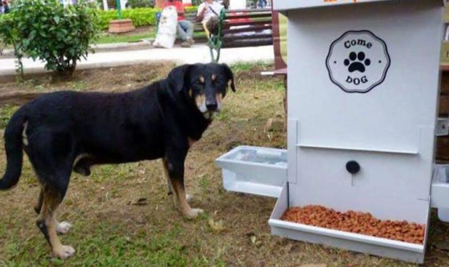 ¡La sociedad mexicana y las autoridades deben actuar con prontitud para garantizar la alimentación de los animales en situación de abandono!