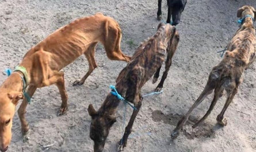 La Sociedad Portuguesa Exige la Retirada Inmediata de los Animales Maltratados por el Torero João Moura