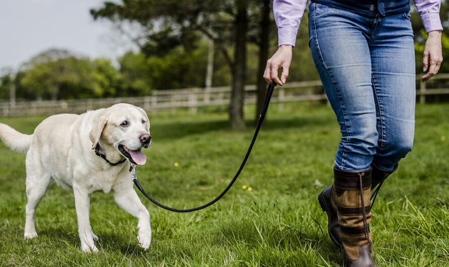 «¡Mantengamos a nuestros perros a salvo!]: Haciendo obligatorio el uso de arnés en áreas públicas