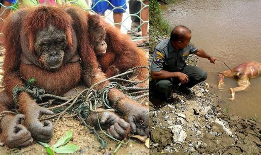 México debe tomar una decisión histórica para salvar a los orangutanes: Prohibir el uso de Aceite de Palma