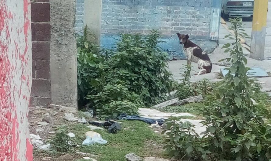 Miles de Personas unen Fuerzas para Salvar a los Animales Abandonados en México