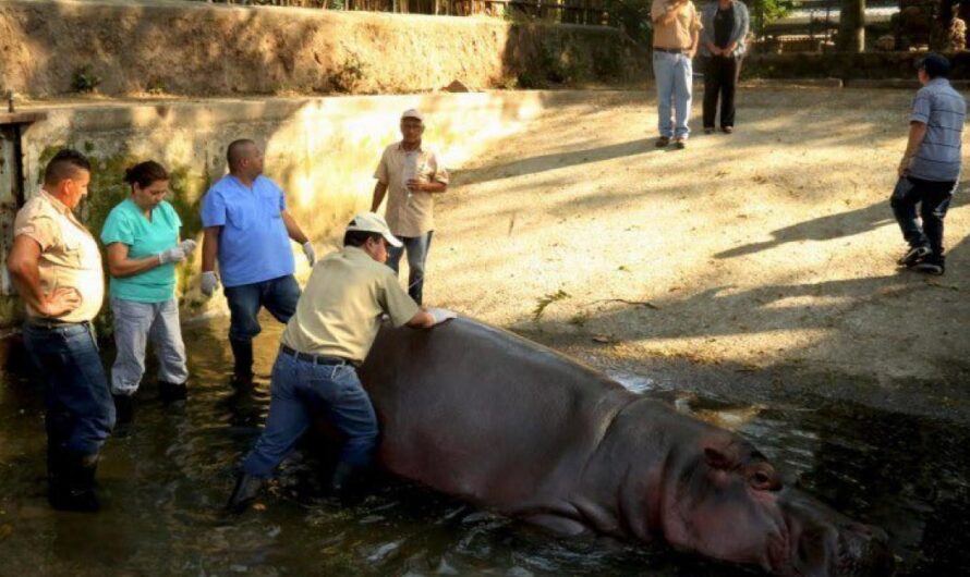 «Paguen por la muerte de Gustavito»: Exigiendo justicia para el hipopótamo fallecido en El Salvador
