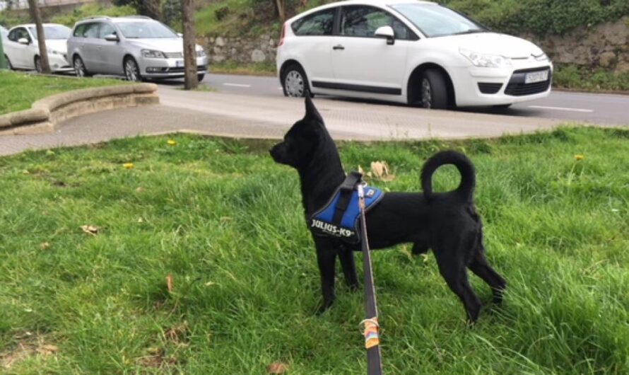 Petición para que Getxo sea un lugar seguro para los perros: ¡Firma y comparte!