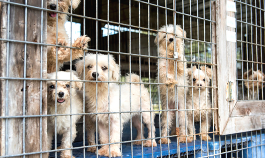 Poniendo fin a la explotación animal: el caso de Canadá y la lucha contra las fábricas de cachorros